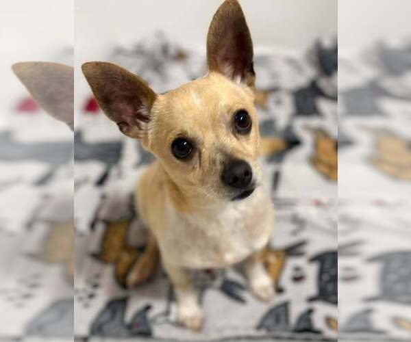 Medium Photo #1 Chihuahua Puppy For Sale in New York, NY, USA
