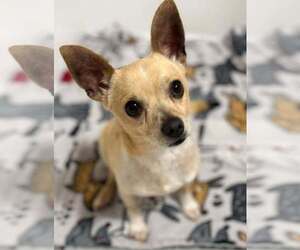 Chihuahua Dogs for adoption in New York, NY, USA
