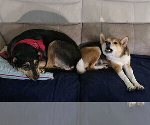Kiwi (GA) - Female Mutt Dog for Adoption - Photo #3