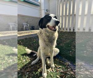 Border Collie Dogs for adoption in Fremont, CA, USA