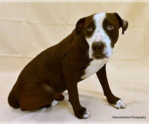 CHAPLIN - Male American Pit Bull Terrier Dog for Adoption - Photo #3