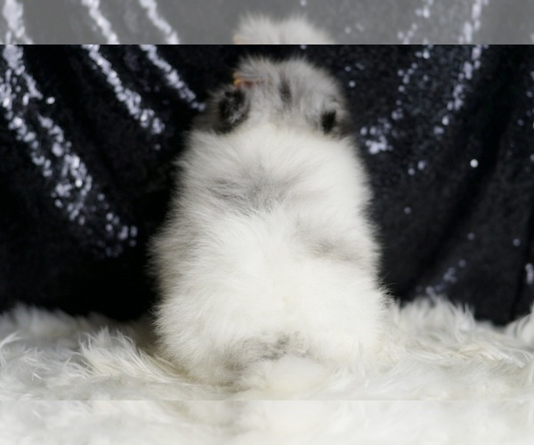 Medium Photo #7 Pomeranian Puppy For Sale in WARSAW, IN, USA