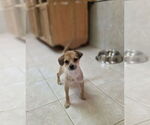 Small #1 Mutt