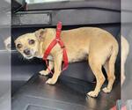Small Chihuahua Mix