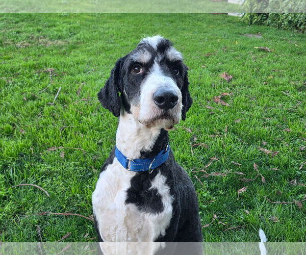 Medium Photo #3 Labrador Retriever Puppy For Sale in Clovis, CA, USA