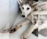 Small Siberian Husky Mix