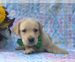 Labrador Retriever Puppy for sale in LANCASTER, PA, USA