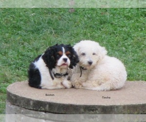 Mother of the Cavachon puppies born on 07/30/2023