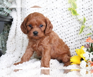 Cavalier King Charles Spaniel-Poodle (Toy) Mix Puppy for sale in SHILOH, OH, USA