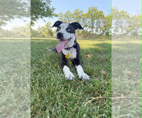 Medium Photo #7 Australian Shepherd-Catahoula Leopard Dog Mix Puppy For Sale in Sandy, UT, USA
