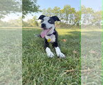 Small #6 Australian Shepherd-Catahoula Leopard Dog Mix