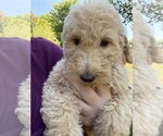 Puppy Puppy 7 Poodle (Standard)