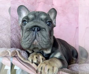 French Bulldog Puppy for sale in COCOA, FL, USA