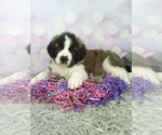 Small Photo #3 Saint Bernard Puppy For Sale in SUGARCREEK, OH, USA