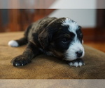Small Photo #2 Bernedoodle Puppy For Sale in DUNDEE, OH, USA