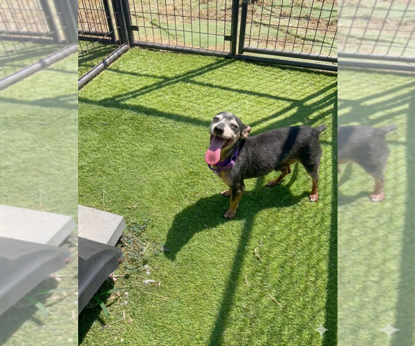 Medium Photo #4 Dachshund Puppy For Sale in York, SC, USA