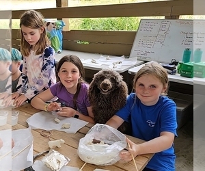 Father of the Poodle (Miniature) puppies born on 01/06/2026