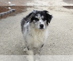Small #6 Australian Shepherd