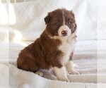 Small #2 Border Collie