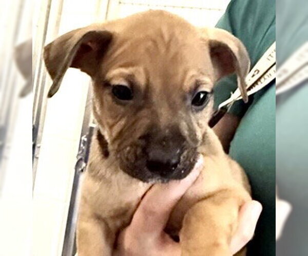 Medium Photo #2 Plott Hound-Unknown Mix Puppy For Sale in Houston, TX, USA