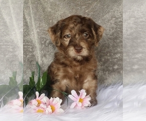Miniature Labradoodle Puppy for sale in FREDERICKSBG, OH, USA