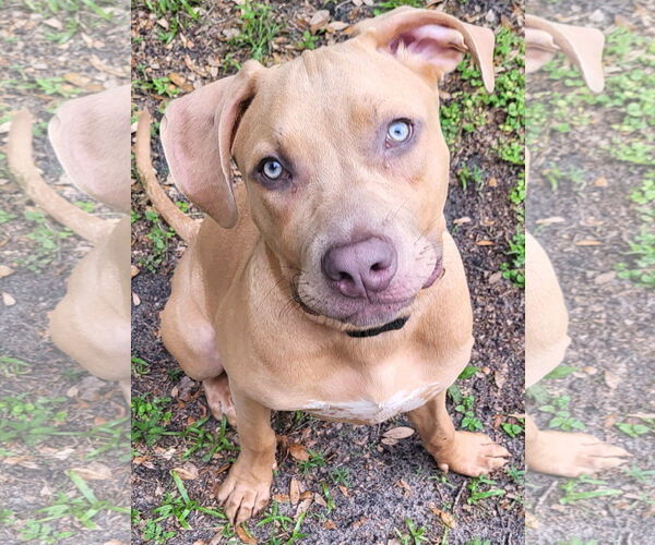 Medium Photo #3 Mutt Puppy For Sale in  Gainesville, FL, USA