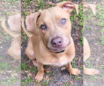 Small #2 Mutt