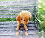 Small Photo #12 Golden Retriever Puppy For Sale in LEON, KS, USA