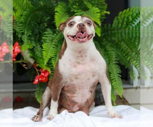Mother of the Boston Terrier puppies born on 06/14/2026