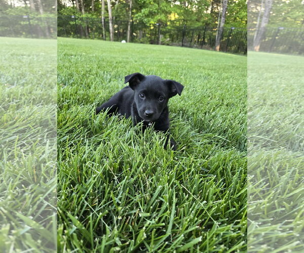 Medium Photo #3 Labsky Puppy For Sale in Hillsboro, MO, USA