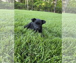 Small #2 Labsky
