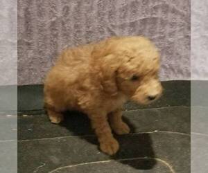Goldendoodle-Poodle (Miniature) Mix Puppy for sale in ARTHUR, IL, USA