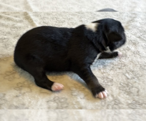 Medium Photo #3 Australian Shepherd Puppy For Sale in SALISBURY, NC, USA