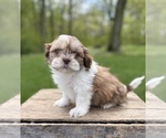 Image preview for Ad Listing. Nickname: Atticus