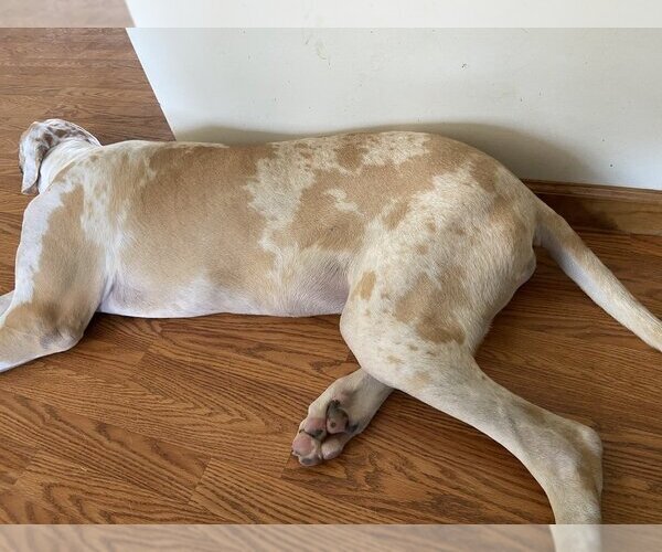 Medium Photo #2 Great Dane-Unknown Mix Puppy For Sale in Aurora, IN, USA