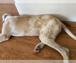 Small #1 Great Dane Mix