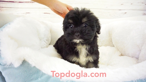 Medium Photo #1 Morkie Puppy For Sale in LA MIRADA, CA, USA