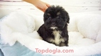 Small Photo #1 Morkie Puppy For Sale in LA MIRADA, CA, USA