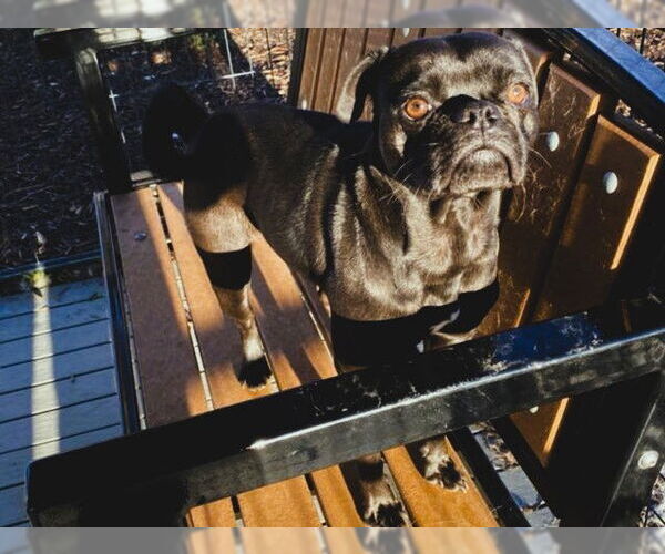 Medium Photo #1 Puggle Puppy For Sale in Orange, CA, USA