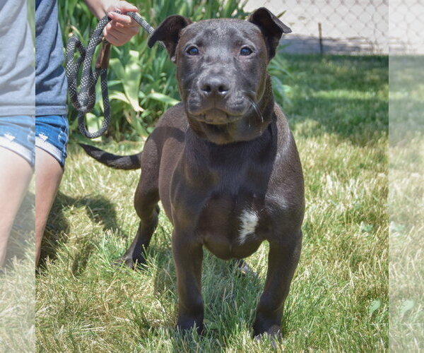 Medium Photo #5 American Staffordshire Terrier-Boxer Mix Puppy For Sale in Huntley, IL, USA