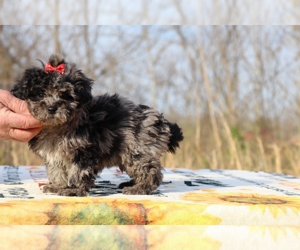 Medium Photo #24 ShihPoo Puppy For Sale in DYERSBURG, TN, USA