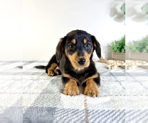 Medium Photo #2 Dorgi Puppy For Sale in GREENFIELD, IN, USA