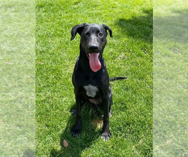 Medium Photo #3 Great Dane-Labrador Retriever Mix Puppy For Sale in MIDWAY, UT, USA