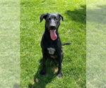 Small #2 Great Dane-Labrador Retriever Mix