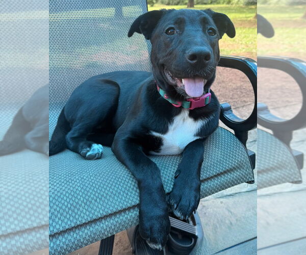 Medium Photo #34 Labrador Retriever-Unknown Mix Puppy For Sale in OKLAHOMA CITY, OK, USA