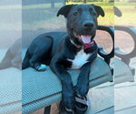 Small #33 Labrador Retriever Mix