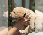 Small #4 Labrador Retriever
