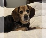 Small Beagle