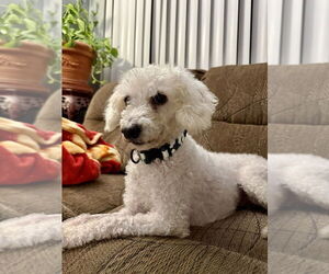 Poodle (Miniature) Dogs for adoption in San Diego, CA, USA