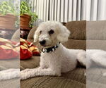 Small Poodle (Miniature)